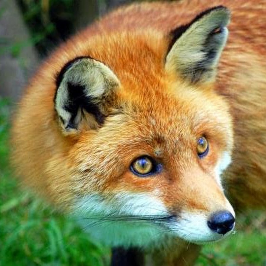 Red Fox Gaming - YouTube