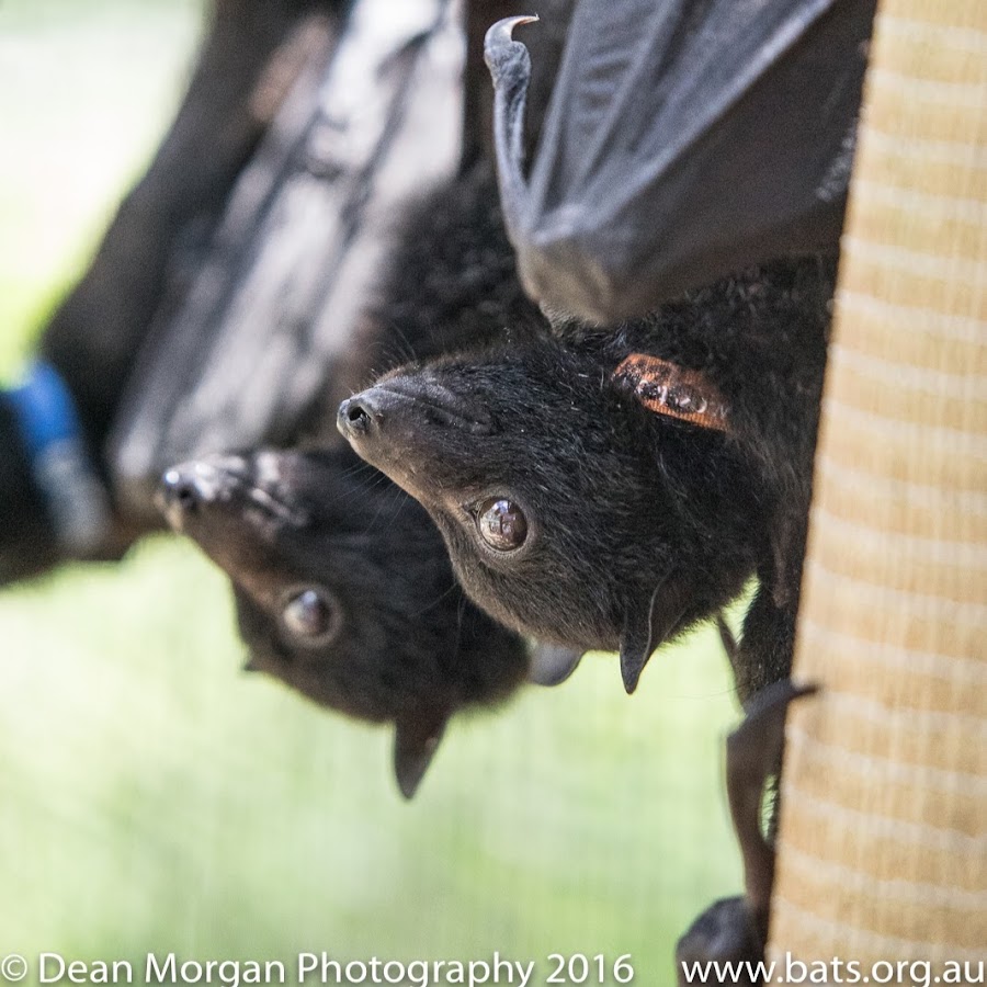 Bat Conservation & Rescue Qld Inc YouTube