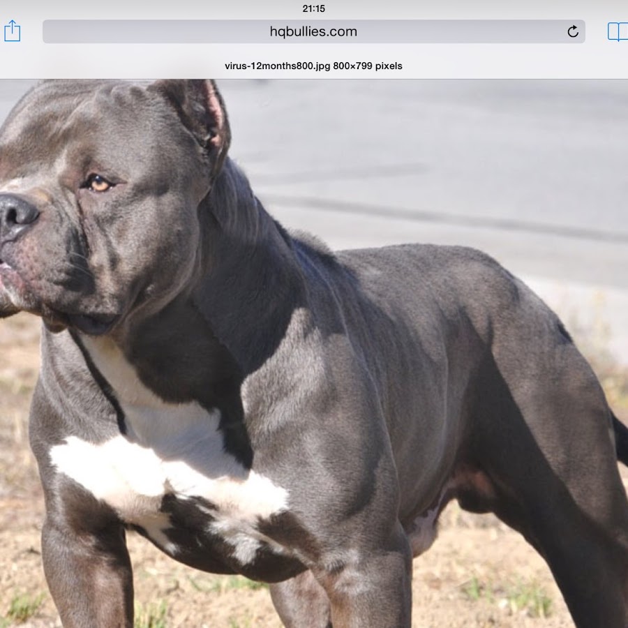 Американский бульдог булли. Xxl булли американский булли. Порода собак покет булли. Американский булли xl. Американский булли ххл.