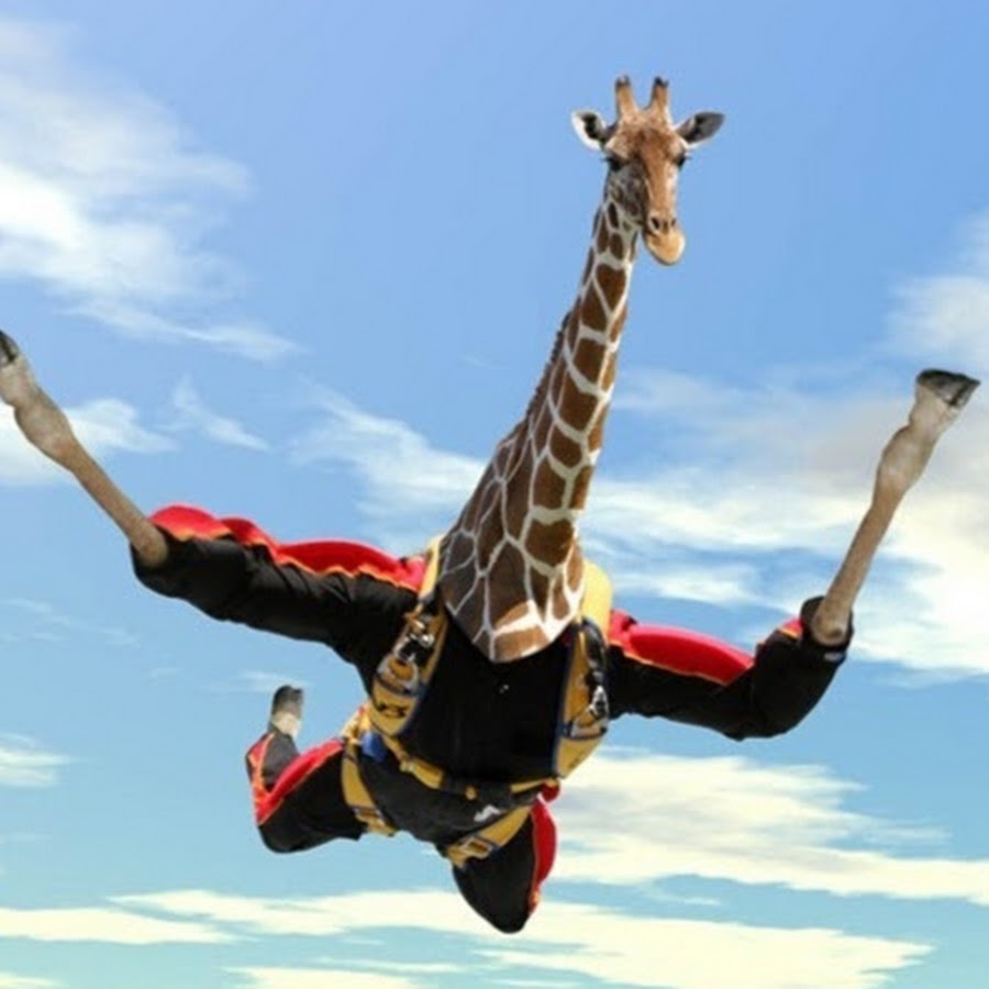 Летающий жираф. Заставка жираф. Позитивные картинки на рабочий стол. Жираф с крыльями. Фотообои жираф на стену.