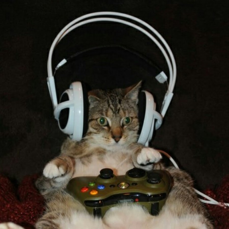 Cat Gaming YouTube