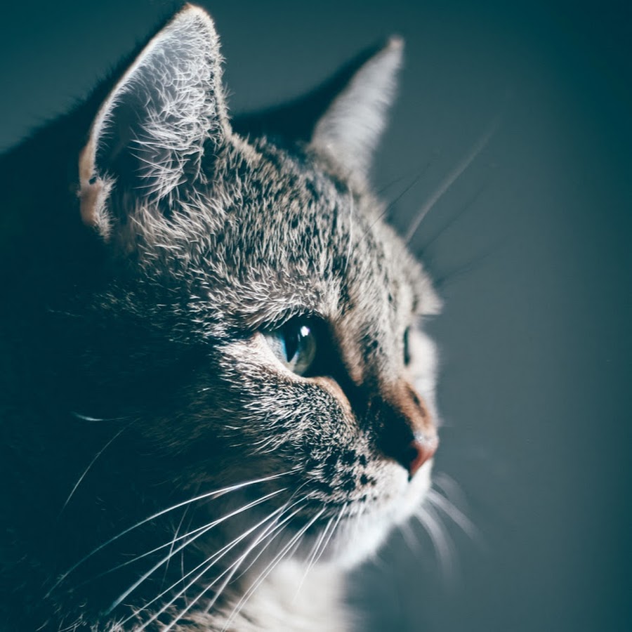 Надпись лучшие друзья. Домашние животные кошка с котятами. Best friends forever cat. Cats forever ютуб. Cats forever ютуб.