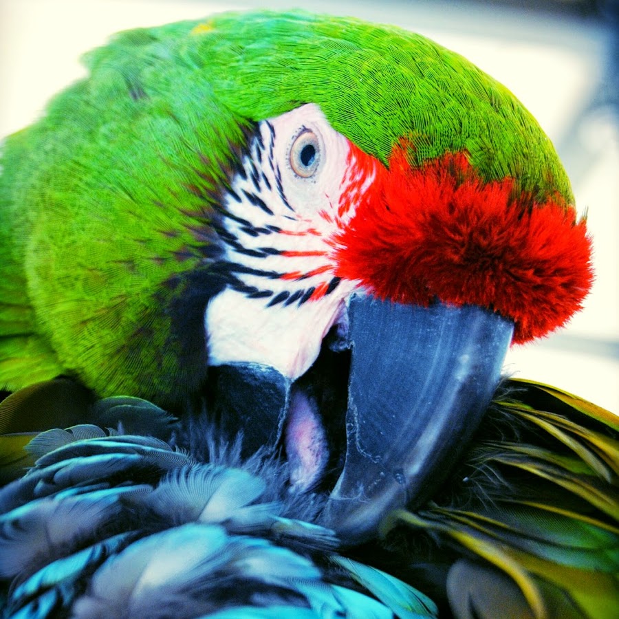 Arizona Parrots 