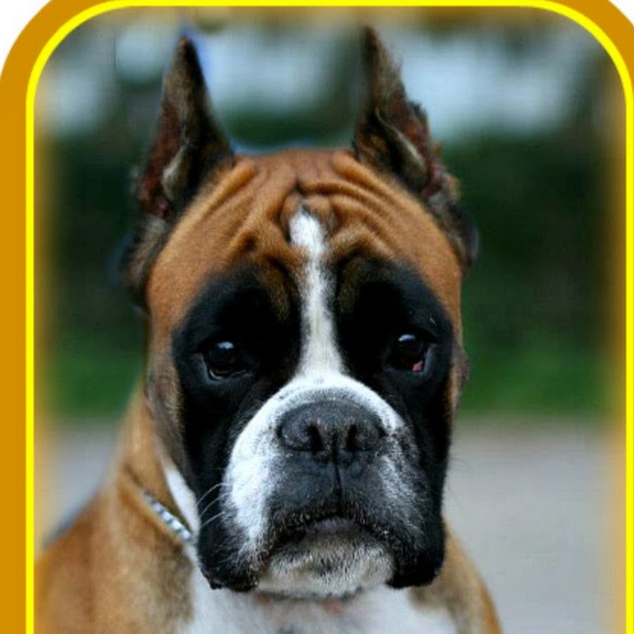 German boxer YouTube