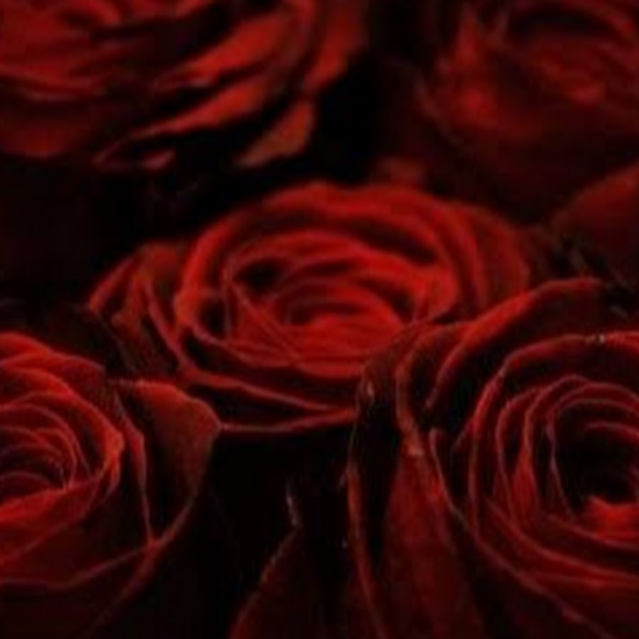Темно алые розы а на душе лишь. Розы темно Алые. А внутри у него розы темно. А внутри у него розы Алые. Как сделать темном алый.
