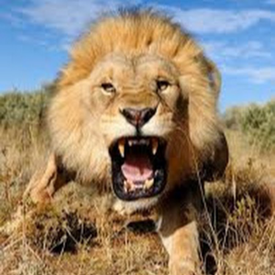 Mundo Salvaje TV - YouTube