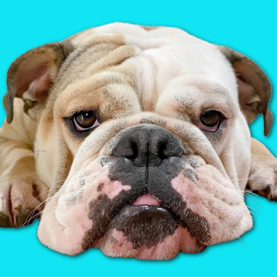 Adventures of LOLA The Bulldog YouTube