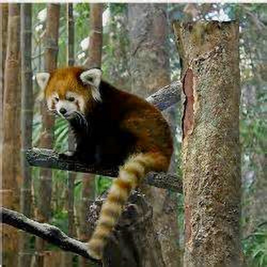 Red panda gaming YouTube