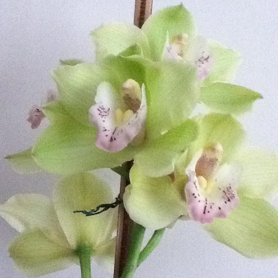Orchid Blooms 