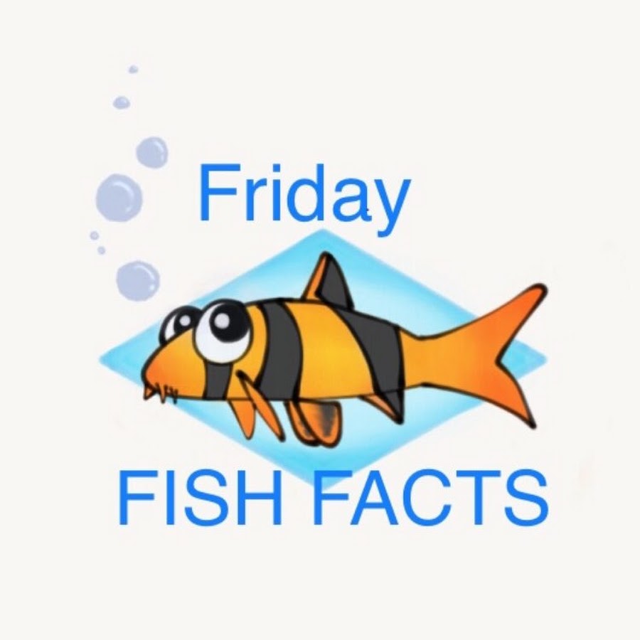 Friday Fish Facts YouTube