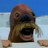 walrus3479 avatar