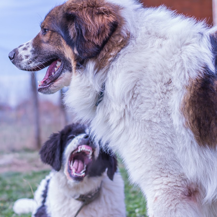 Herdenschutzhunde / Livestock Guardian Dogs 