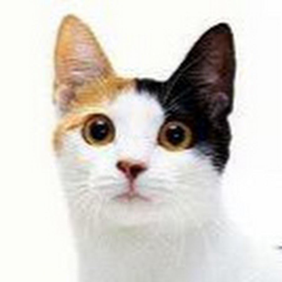 Calico Cat Vlogger YouTube