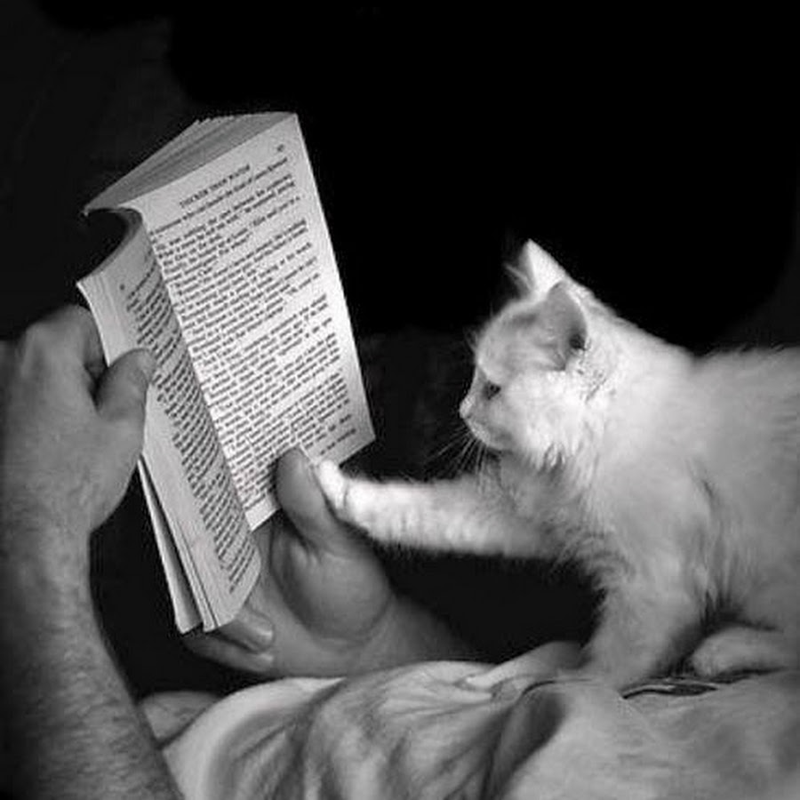 Книга белого кота