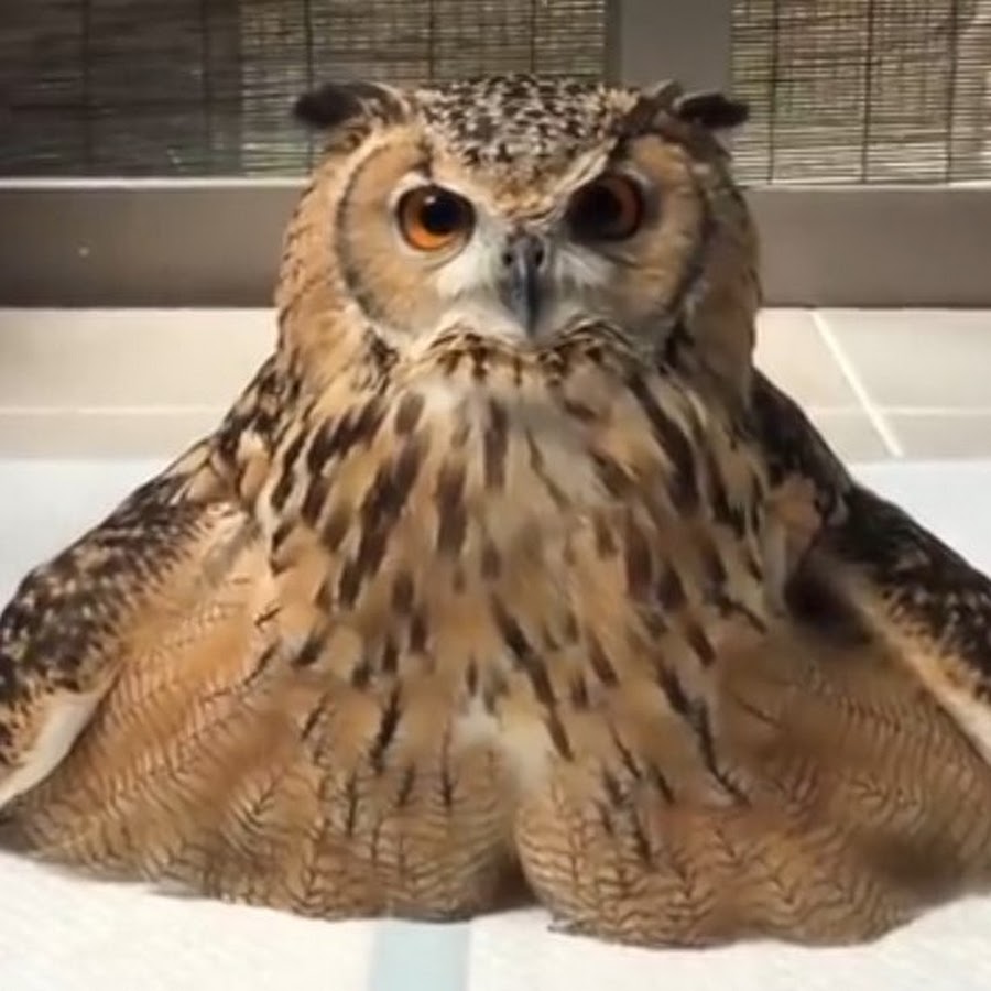 squished owl - YouTube