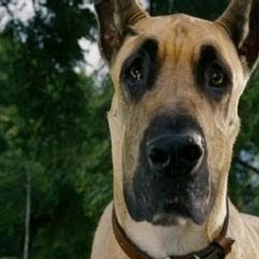 MarmadukeAndMazie YouTube