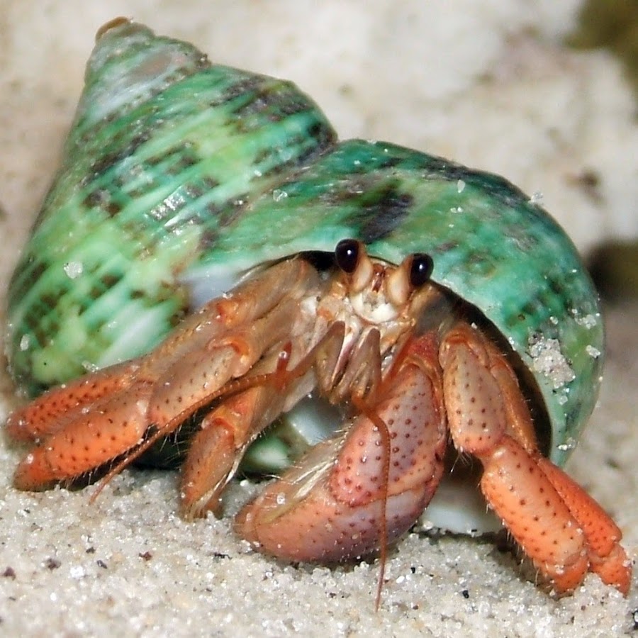 Wandering Hermit Crab YouTube