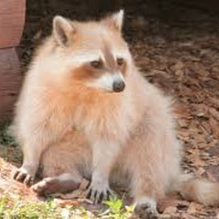 Conservation Efforts And White Raccoons