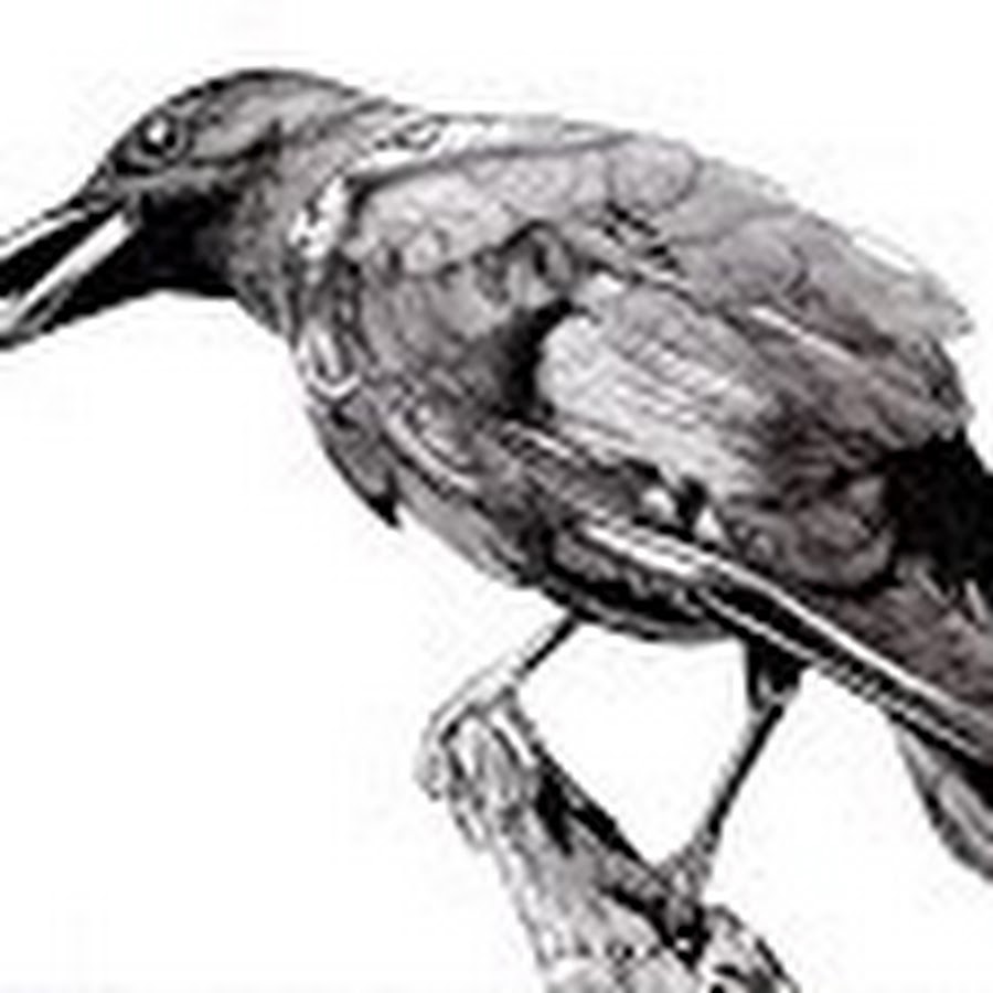 Ворона 10 3. Черно белая ворона. Рисунок вороны. Ворона стилизация. Ворона чб.