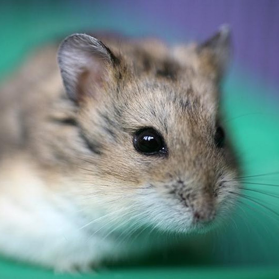 My Pets - YouTube