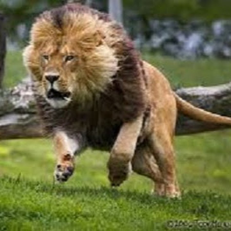 Animals TV - YouTube