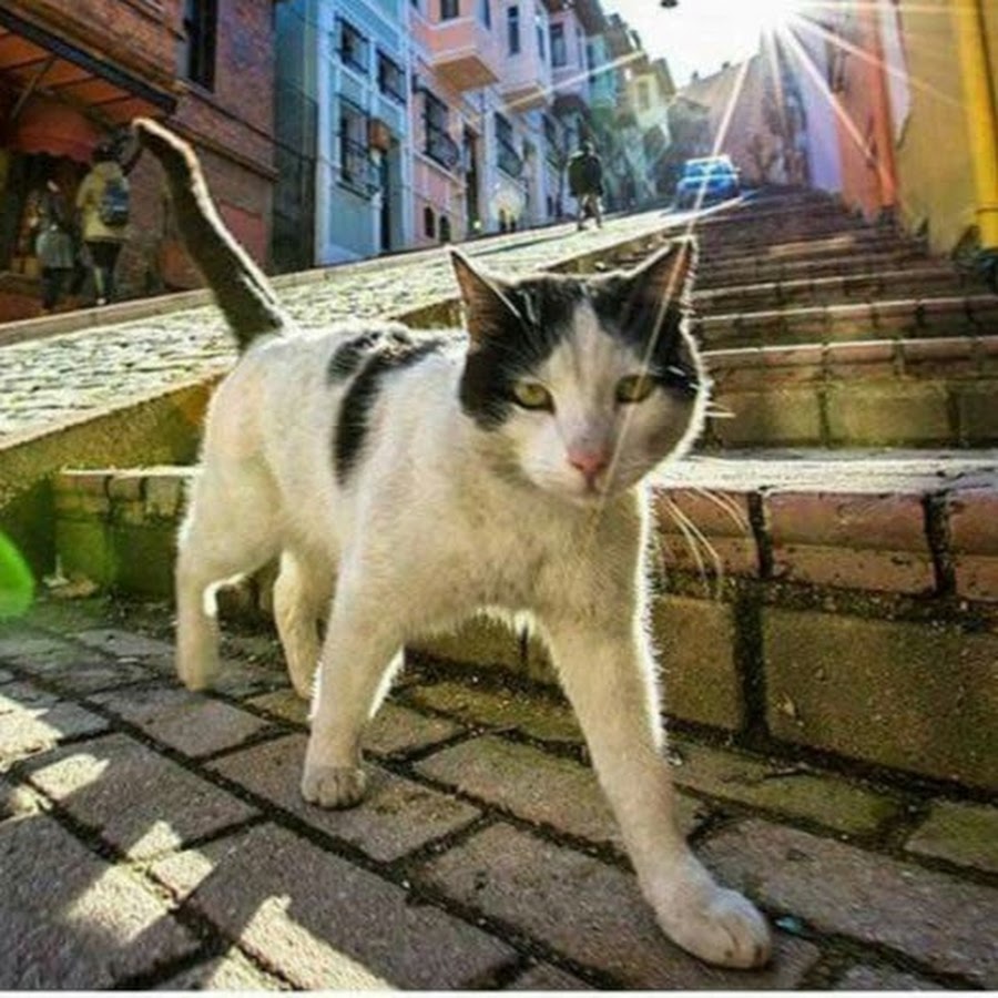 istanbul stray cats YouTube