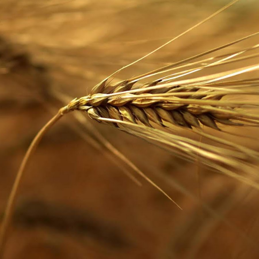 Кафе ливерпуль нижний новгород. Башкирова мельница элеватор. Лучшие сорта кофе в зернах из гватемалы. Зерна нижний новгород. Рога и копыта комбикорм.