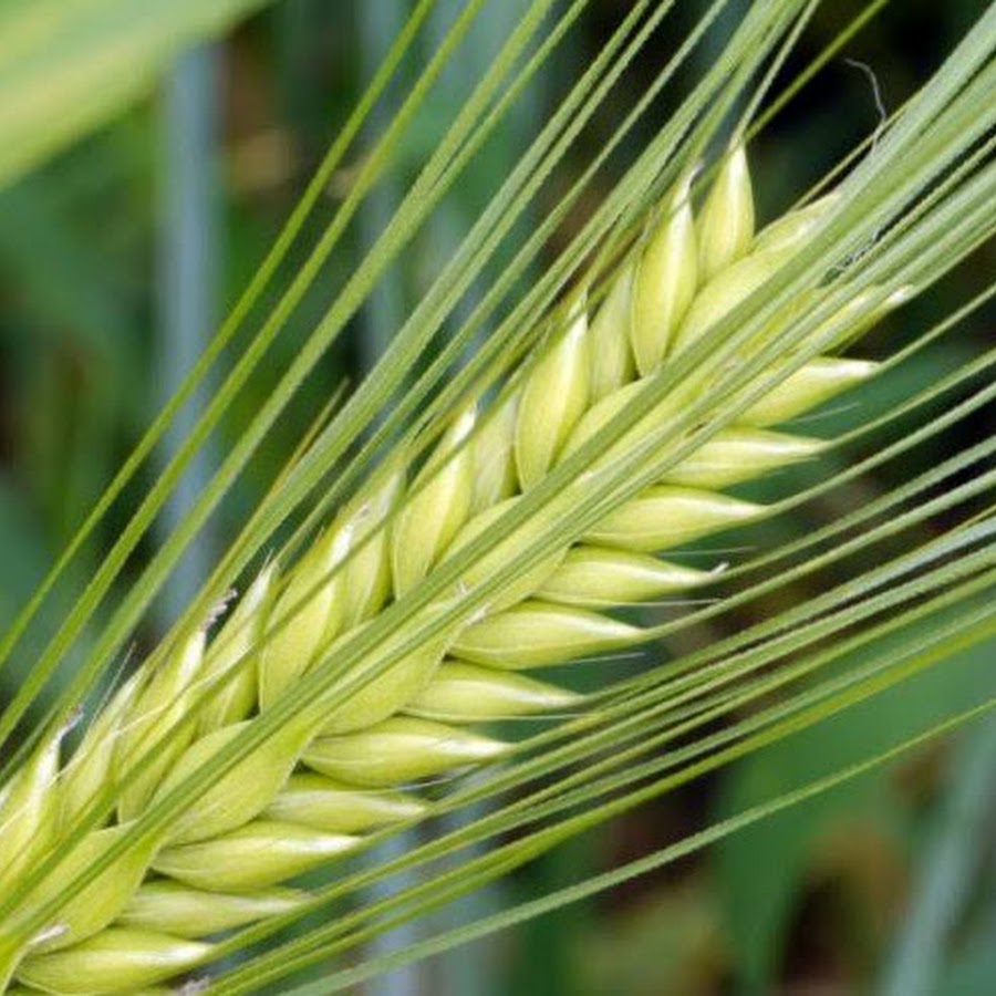 Белок в ячмене. Голд ячменное. Зерновые культуры для детей. Ячмень содержит. Доклад про ячмень.