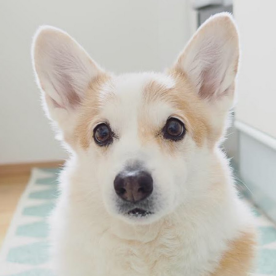 コーギー犬ノエさん YouTube