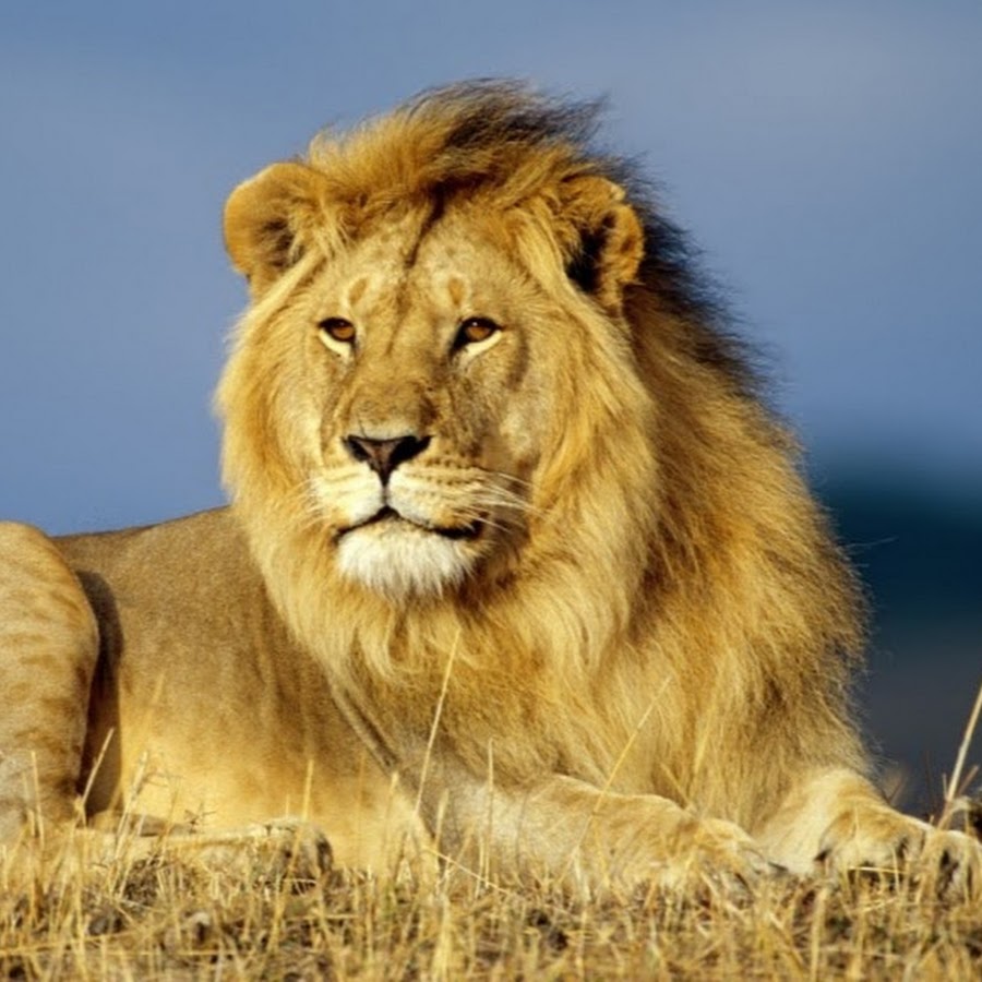Documentales De Leones National Geographic Español