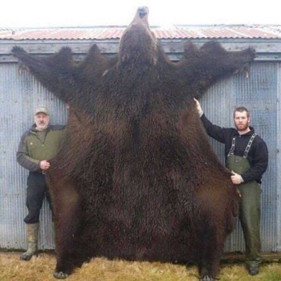 Самый большой убитый медведь