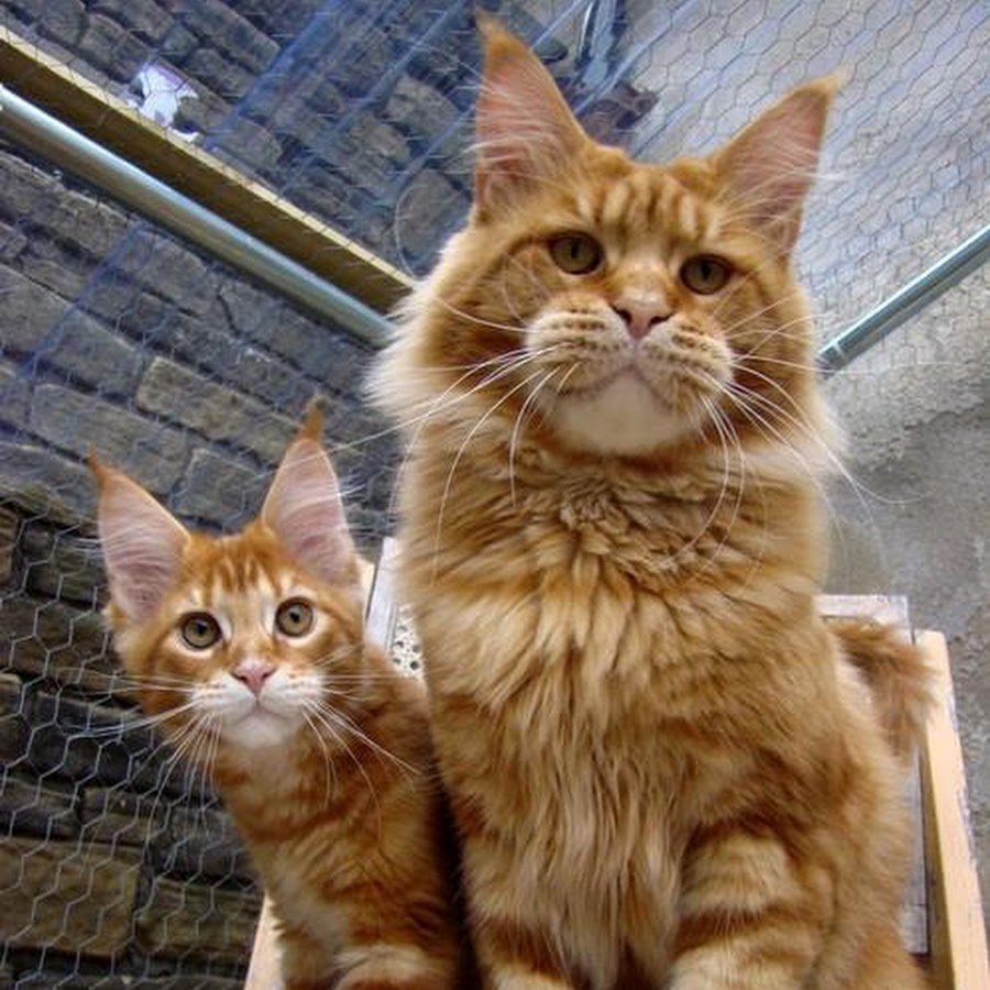 Alara Maine Coon Cattery - YouTube