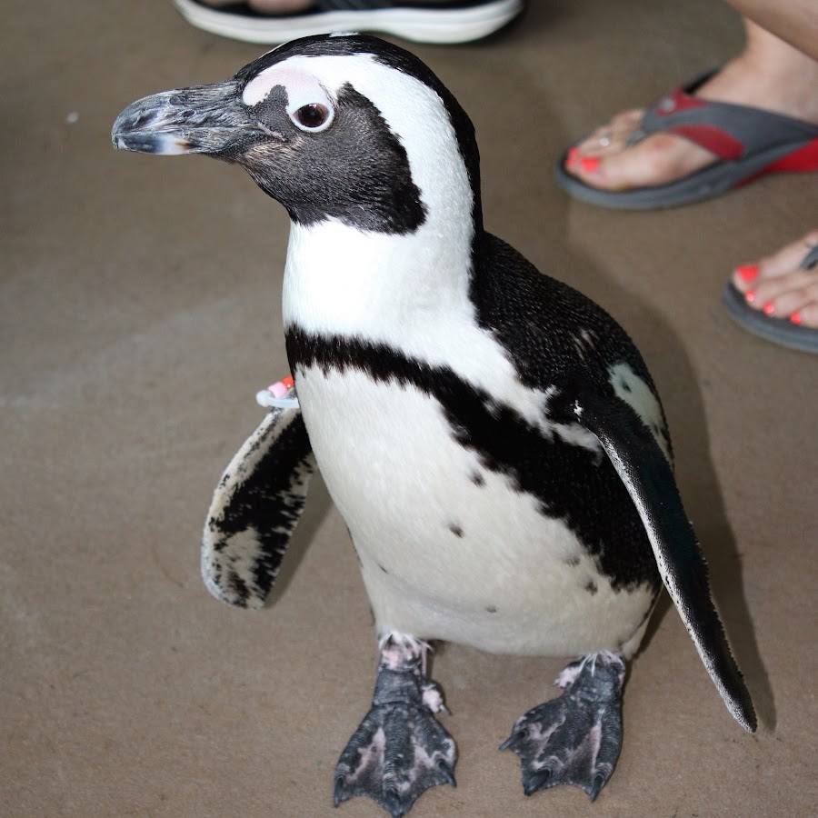 The Penguin House YouTube