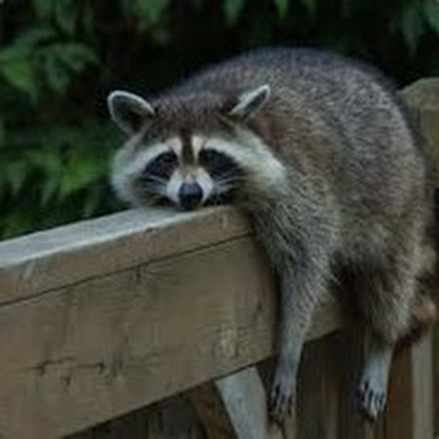 Trash Panda YouTube