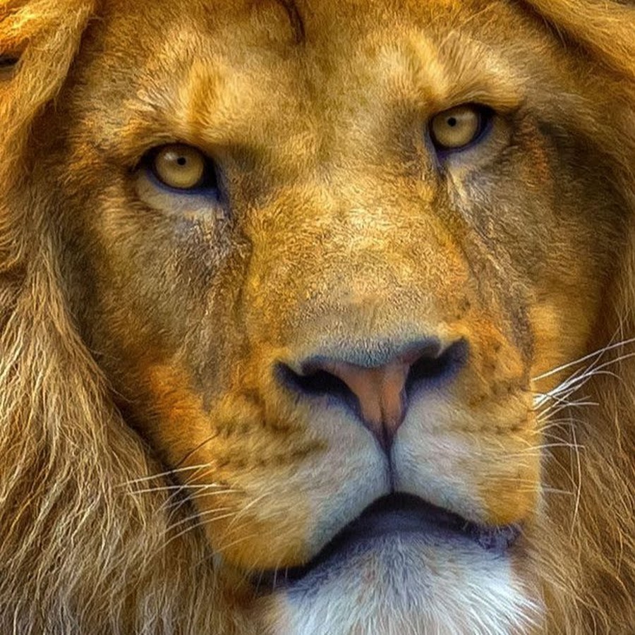 Лев Тисс - YouTube