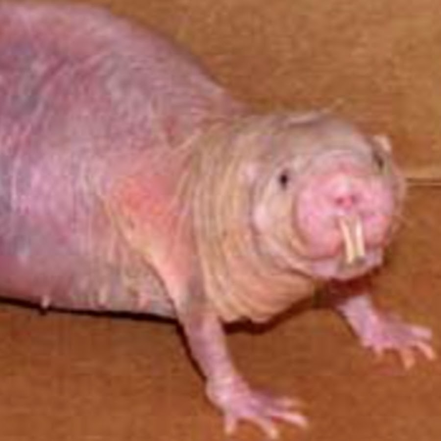 rat-poop-youtube