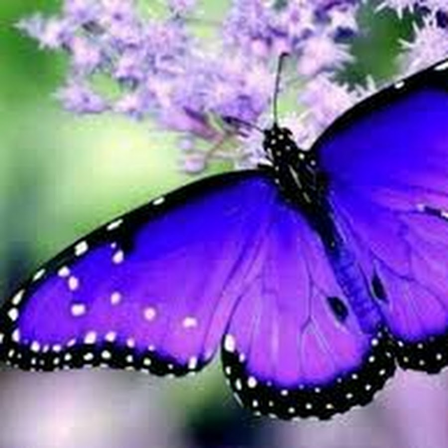 two little butterflies YouTube