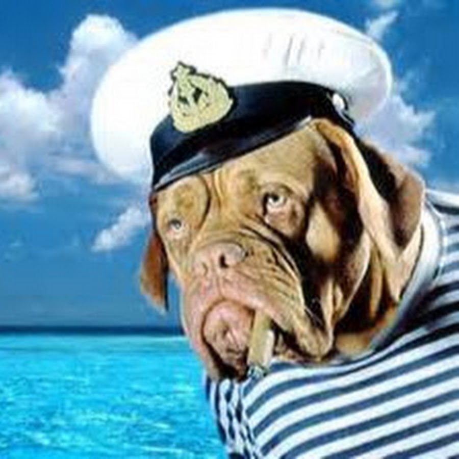 Sea Dog YouTube