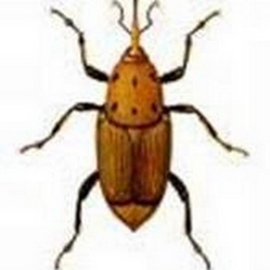 ConDuongDua - YouTube