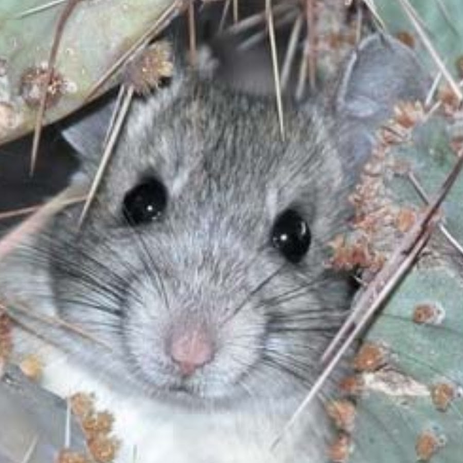 Old Desert Rat YouTube