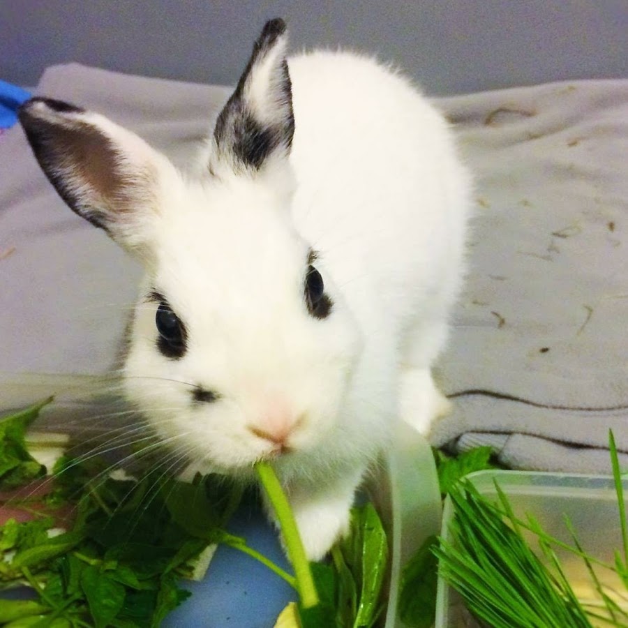 Anna Belle - YouTube