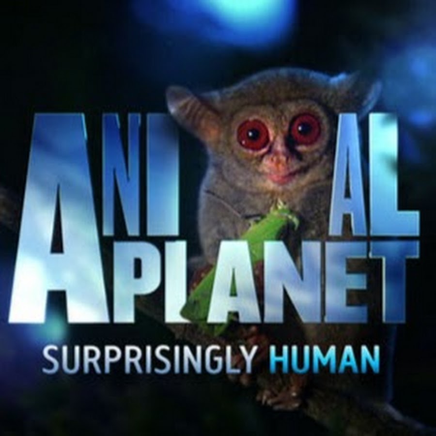 Animal Planet TV - YouTube