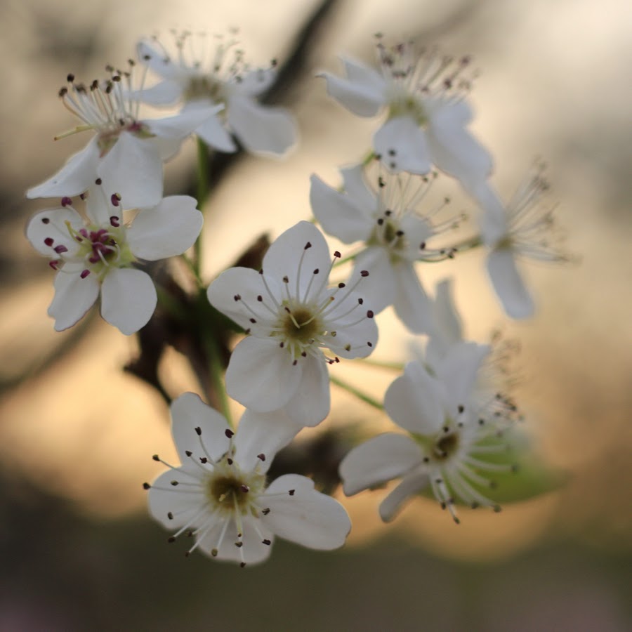 Pleasant Hill Baptist Church Saucier, MS YouTube