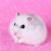 Little Roborovski Hamsters 