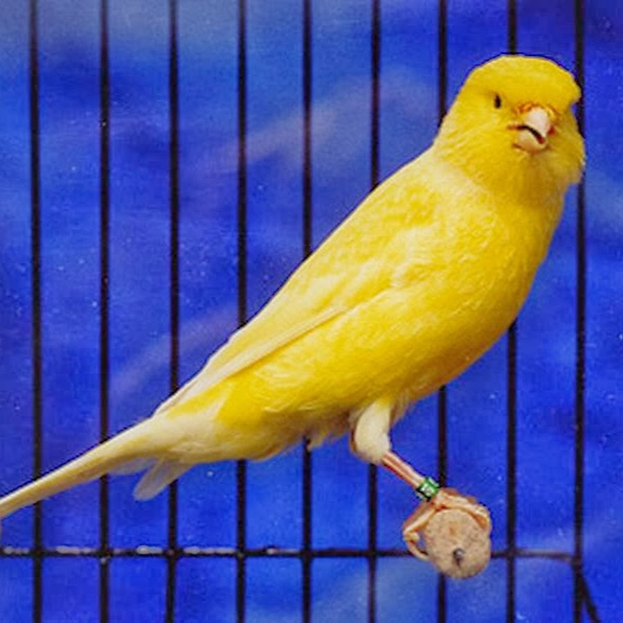 Певчая птичка канарейка. Канарейка казачья. Канарейка казачья. Канарейка кенар. Кенар.
