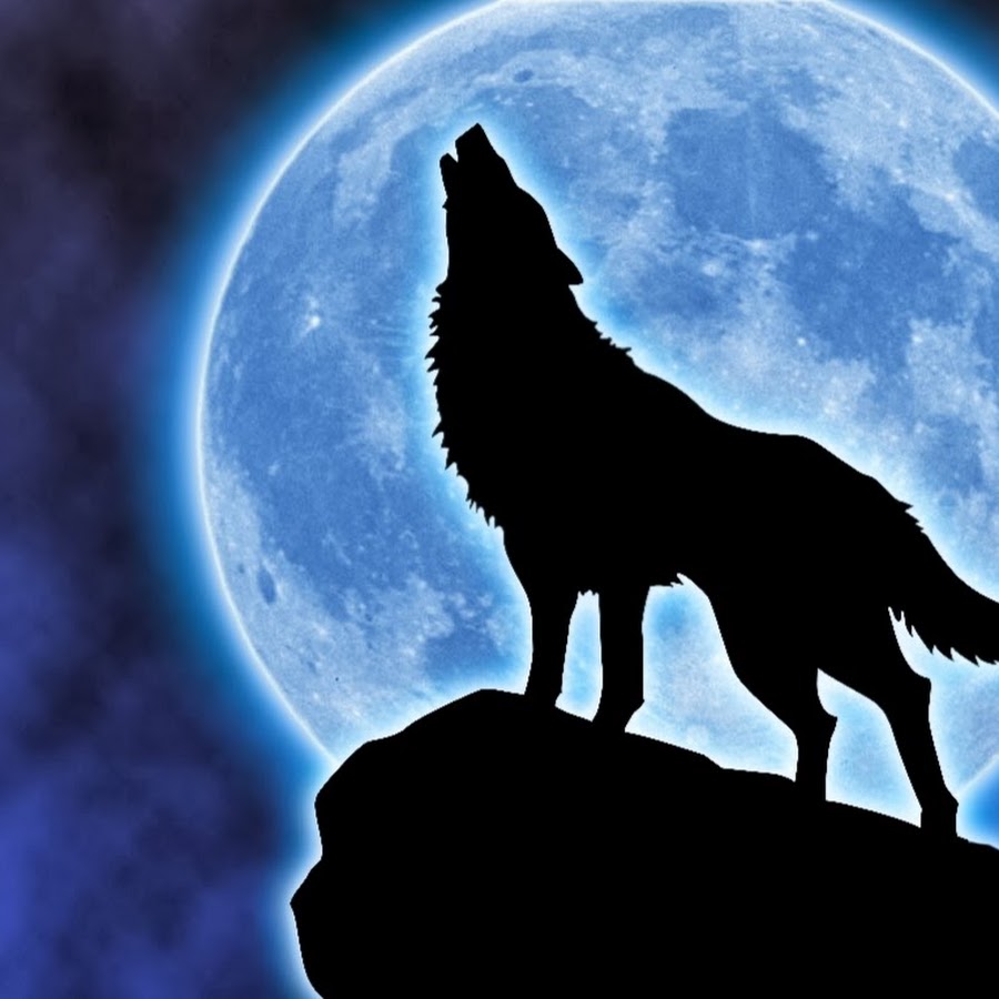 Волк воет на луну картинка черно белая