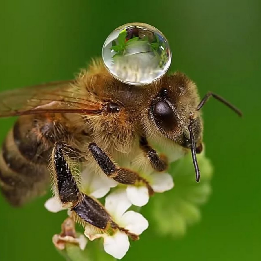 Пчела пьет росу