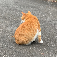 たこわさ