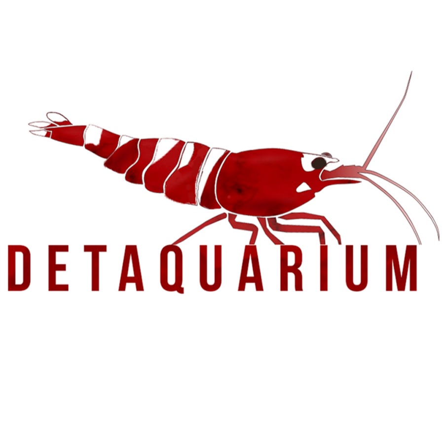 DETAquarium - YouTube