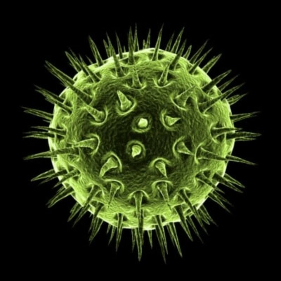 Cell virus. Коронавирус вирус бактерии. Бактерия коронавируса под микроскопом. Пыльца коронавирус под микроскопом. Вирус гриппа под микроскопом и коронавирус.